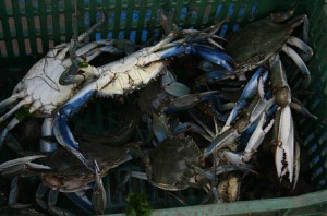 ΕΙΚΟΝΑ 9 Αλιευμένα άτομα Callinectes sapidus προς πώληση σε λαική αγορά της Θεσσαλονίκης